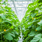 Cucumber plant row in a commercial greenhouse