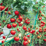 Red tomatoes in a greenhouse made of transparent polycarbonate